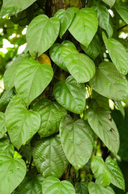 Biber bitki yaprakları üzerinde su damlacıkları ile