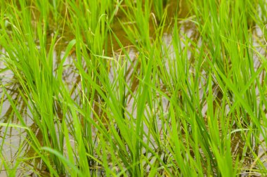 Genç closeup pirinç bir Paddyfield bitkilerde