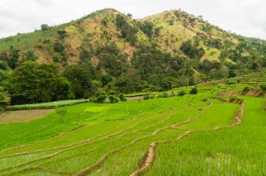 Kırsal bir tropikal peyzaj teraslı paddyfields
