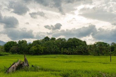 Kırsal paddyfield genç pirinç bitkileri akşam ile