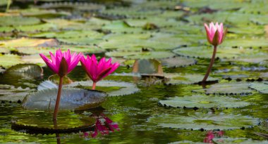 Pembe lotus çiçekleri tropikal gölde bir closeup