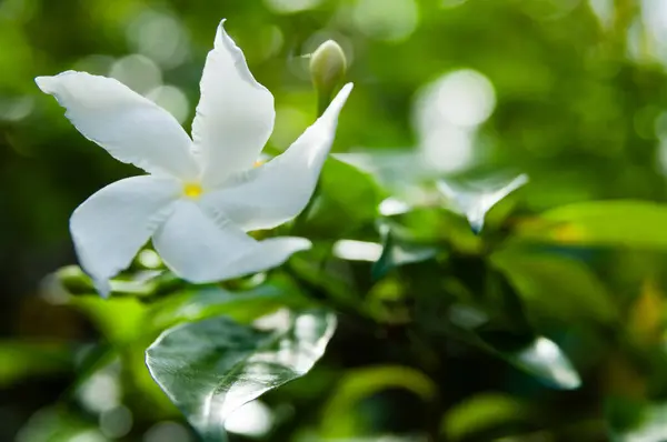 Ervatamia divaricata aka Wathusudda beyaz tropikal çiçek