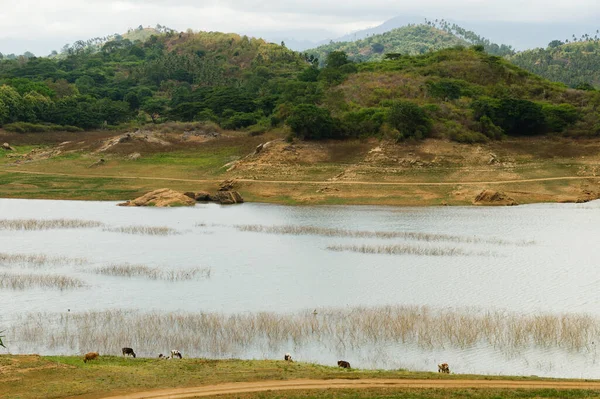 Mera tropikal bir göl üzerinde birkaç inek