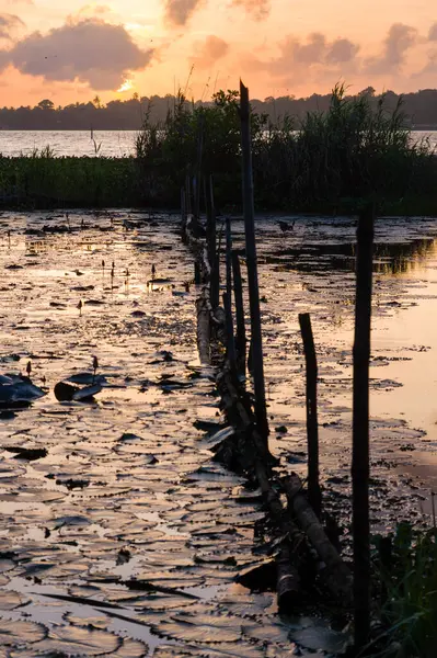 Günbatımı lotus çiçekleri ile tropikal bir göl üzerinde