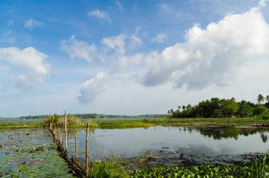 Pembe lotus çiçekleri ile pastoral tropikal Gölü