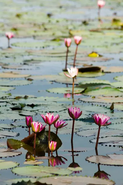 Pembe lotus çiçekleri tropikal bir gölde