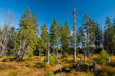 Kuru otların olduğu turba ağacında canlı ve kuru ladin ağaçları el değmemiş vahşi doğada.