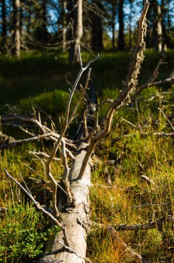 Sonbahar renk çim düşmüş kuru ölü ağaç gövdesi