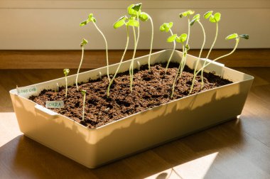 Doğal hindistan cevizi kabuğunda yetişen genç bamya bitkileri.