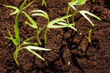 Genç kangkung bitkileri hindistan cevizi kabuğunda hidroponik olarak yetişir.