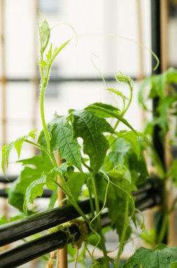 Kentsel balkon bahçesinde yetişen acı kabak bitkisinin yakın çekimi