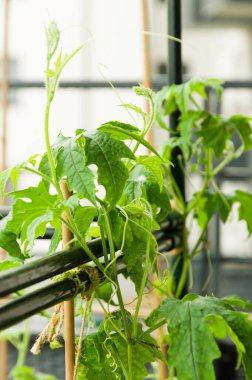 Kentsel balkon bahçesinde yetişen acı kabak bitkisinin yakın çekimi