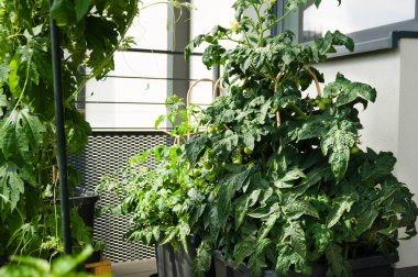 Basit bir şehir balkon bahçesinde domates bitkisi
