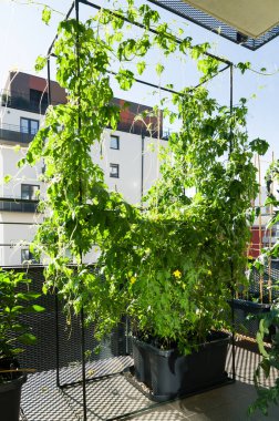 Şehir balkon bahçesinde yetişen acı kabak bitkisi.