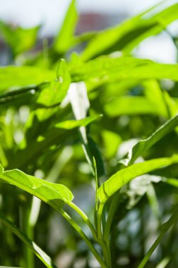 Bir şehir bahçesinde büyüyen Kangkung bitkilerinin yakınlaşması