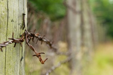 Tarihsel Çekoslovakya ve Batı Almanya sınırında ormandaki dikenli teller.