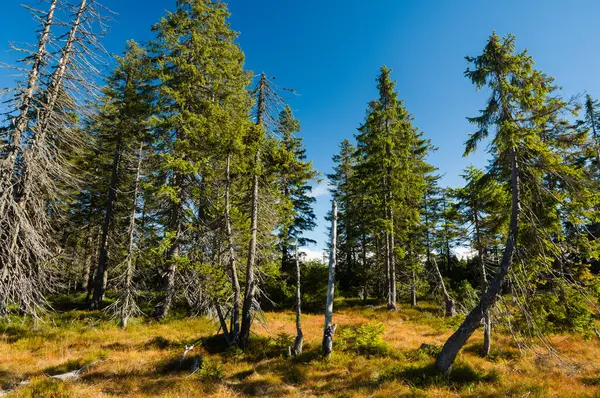 Kuru otların olduğu turba ağacında canlı ve kuru ladin ağaçları el değmemiş vahşi doğada.