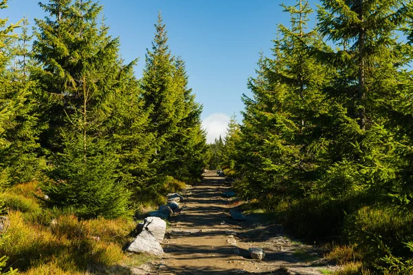 El değmemiş vahşi genç çam ağaçları arasında iz hiking