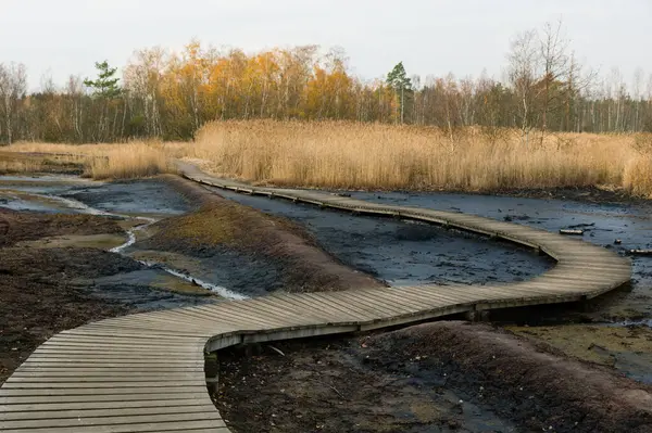 Çek Cumhuriyeti, Soos Ulusal Doğa Rezervi 'ndeki tahta patika.