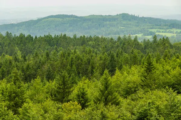 Bulutlu ışıkta ladin ormanlı Hilly Avrupa manzarası