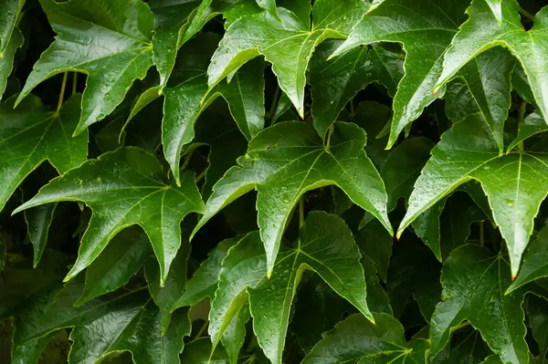 Partenosissus triküpidata diğer adıyla Boston sarmaşığı, üzüm sarmaşığı veya Japon sarmaşığı.