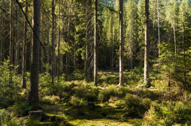 Köknar ağacı ormanında küçük bir açıklık, Adrspach kayaları, Çek Cumhuriyeti