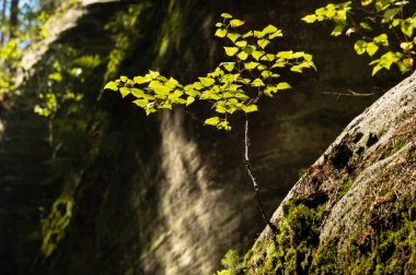 Arkadaki genç huş ağacı bir kayanın üzerinde büyüyor, Adrspach kayaları, Çek Cumhuriyeti