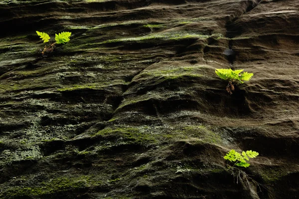 Prachov Kayalıkları 'ndaki eğreltiotu ve yosun kaplı kumtaşı kayaları, Bohemya Cenneti, Çek Cumhuriyeti