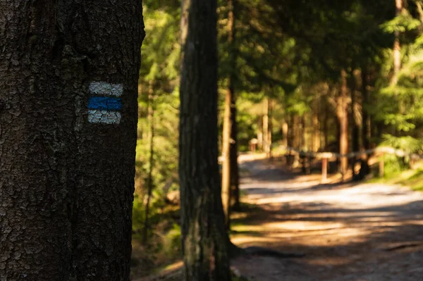 Adrspach kayalıklarında yürüyüş yolu boyunca ağaca boyanmış mavi Çek yürüyüş sempolü