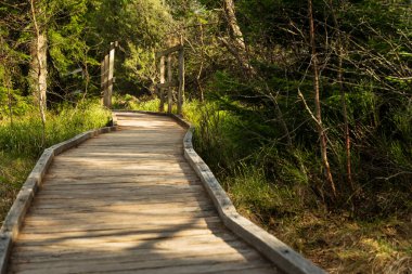 Çek Cumhuriyeti 'nin Bozi Dar kentindeki Bozi Dar turba bataklık yolunda uzanan tahta patika..
