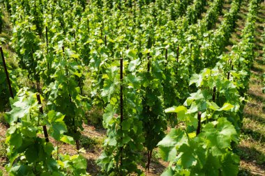 Vinice Svate Klary / St. Claire 's Vineyard, Prag, Çek Cumhuriyeti.