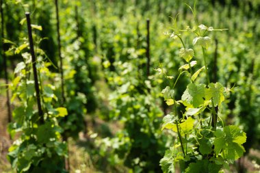Vinice Svate Klary / St. Claire 's Vineyard, Prag, Çek Cumhuriyeti.