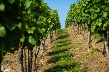 Vinice Svate Klary / St. Claire 's Vineyard, Prag, Çek Cumhuriyeti.