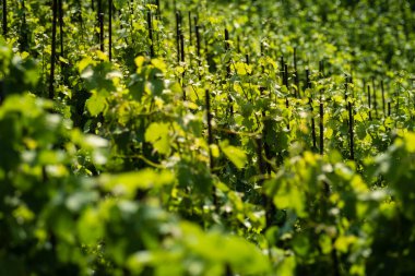 Vinice Svate Klary / St. Claire 's Vineyard, Prag, Çek Cumhuriyeti.