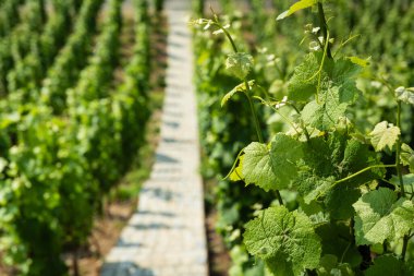 Vinice Svate Klary / St. Claire 's Vineyard, Prag, Çek Cumhuriyeti.