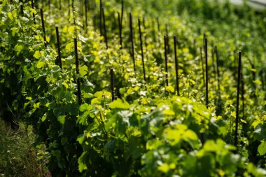 Vinice Svate Klary / St. Claire 's Vineyard, Prag, Çek Cumhuriyeti.