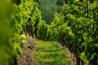Vinice Svate Klary / St. Claire 's Vineyard, Prag, Çek Cumhuriyeti.