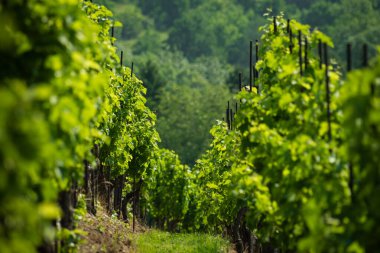 Vinice Svate Klary / St. Claire 's Vineyard, Prag, Çek Cumhuriyeti.