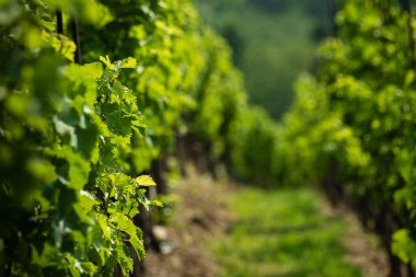 Vinice Svate Klary / St. Claire 's Vineyard, Prag, Çek Cumhuriyeti.