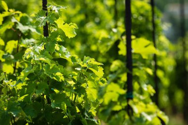 Vinice Svate Klary / St. Claire 's Vineyard, Prag, Çek Cumhuriyeti.