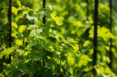 Vinice Svate Klary / St. Claire 's Vineyard, Prag, Çek Cumhuriyeti.