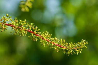 Vinice Svate Klary / St. Claire 's Vineyard, Prag, Çek Cumhuriyeti.