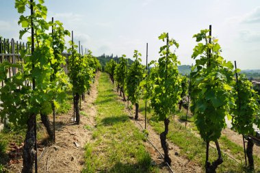 Vinice Svate Klary / St. Claire 's Vineyard, Prag, Çek Cumhuriyeti.