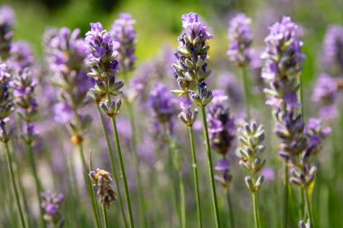 Mor Salvia 'nın yakın çekimleri, diğer adıyla dışarıda yetişen üç renk..