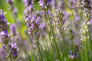 Mor Salvia 'nın yakın çekimleri, diğer adıyla dışarıda yetişen üç renk..