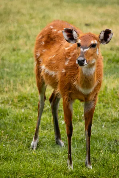 Batı Afrika Sitatunga (lat. Tragelaphus speki gratus) bataklıkta yaşayan antilop.