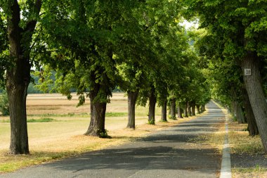 Çek Cumhuriyeti 'nin Rip Dağı' na giden patikada bir ağaç korusu..