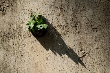Sarmaşık, beton bir duvarın içindeki oluk borusunda büyüyor..