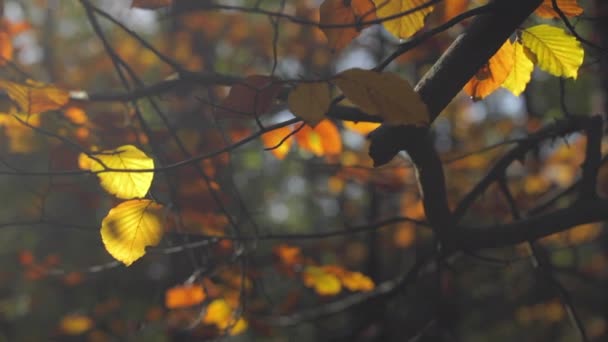 Nature Automne Forêt Feuilles Avec Flou Fond Bokeh Coloré — Video
