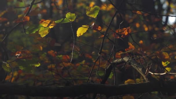 Nature Automne Forêt Feuilles Avec Flou Fond Bokeh Coloré — Video